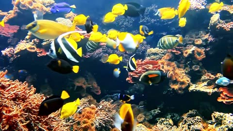 Beautiful Aquarium Coral Reef Fish (Relaxing Music for Sleep & Meditation) ASMR