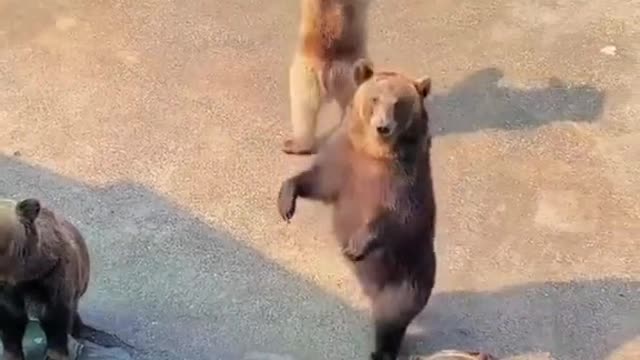 Funny dancing animals video animals dance moments