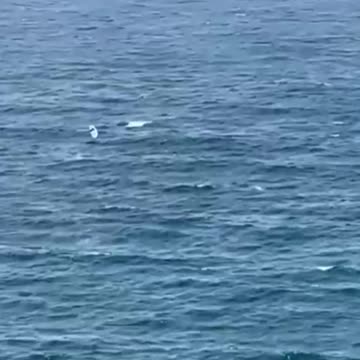 Watch out for whales