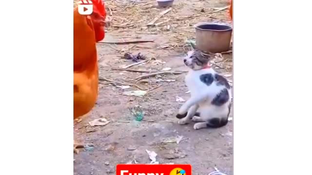 Best funny animals video 2022