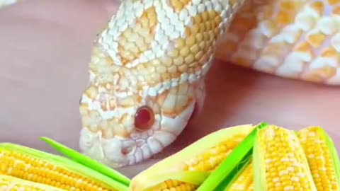 IT’S CORN!