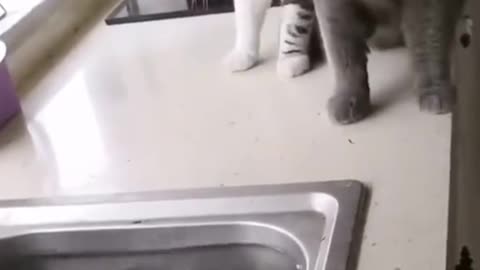 Cute funny cat video