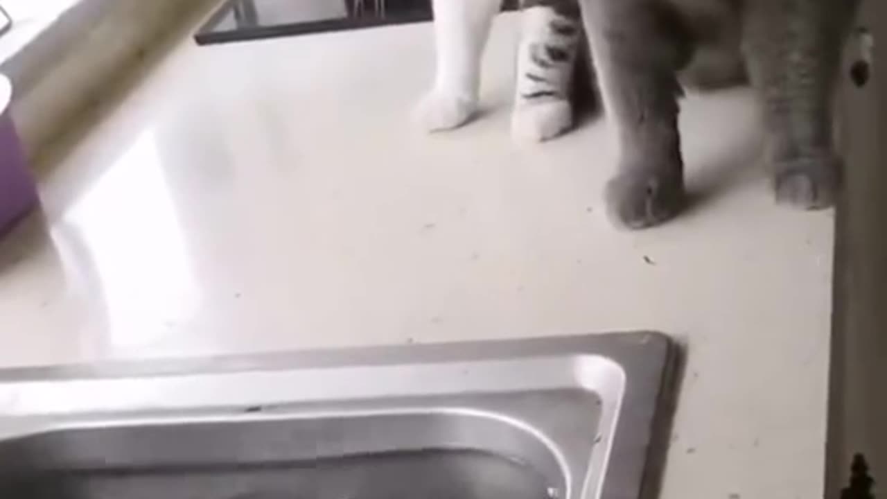 Cute funny cat video