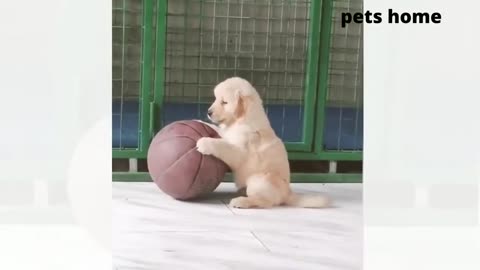 Cute and Funny pets video 12