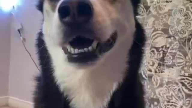 Funny dog