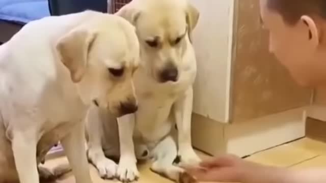 Try Not To Laugh Funny Moments and Conversation Between Dogs