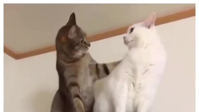Funny cats video