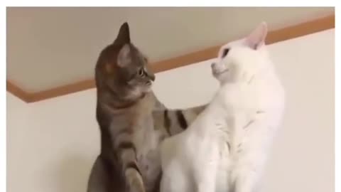 Funny cats video