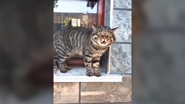 FUNNY CAT