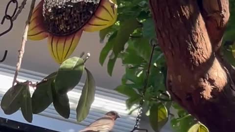 Bird Songs and Sunshine, and sunflower seeds