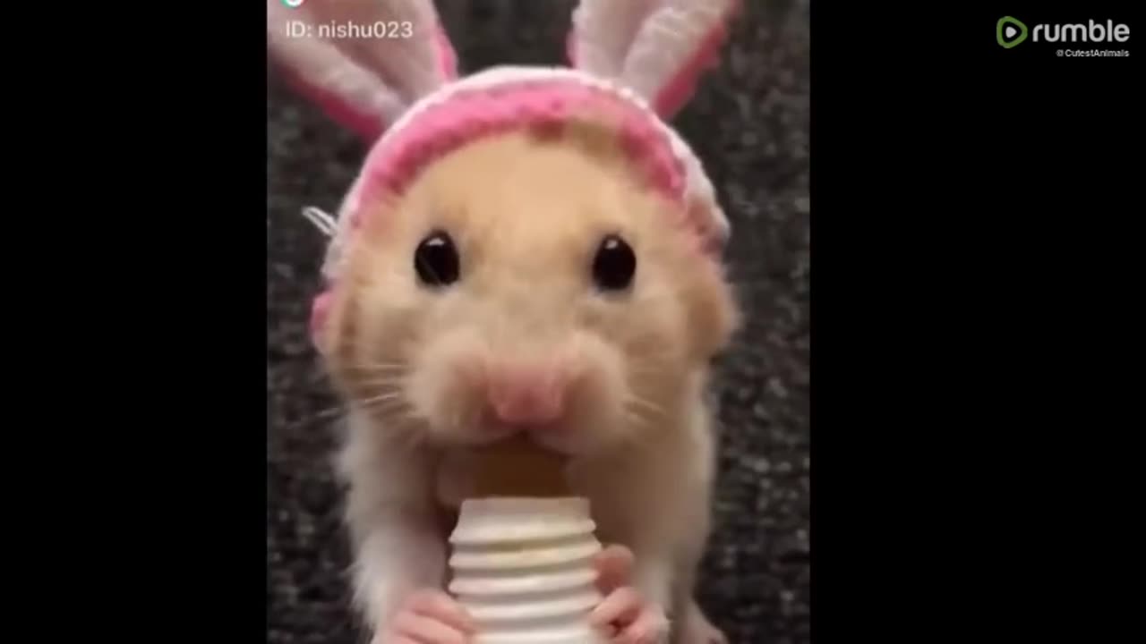 Cute baby animals Videos Compilation cute moment of the animals