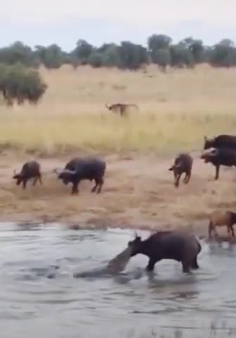 amazing animal | animal fighting (2022)