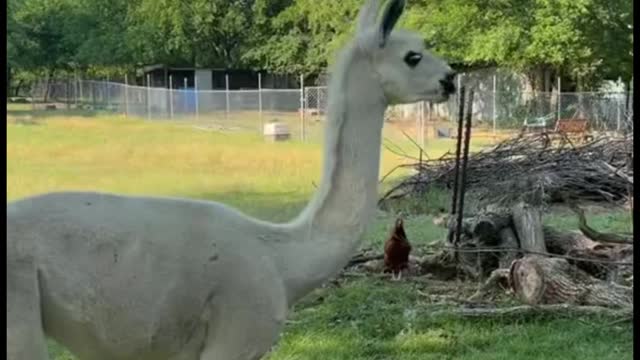 Why do I think an alpaca's tail looks a little strange?