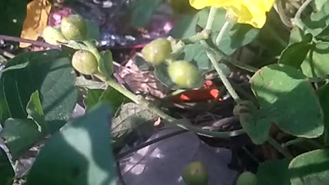 Animal flowers universe.