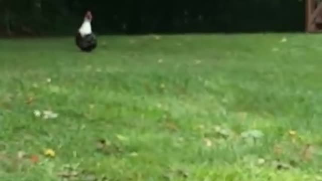 Amanda and Jake the Moscavy duck!