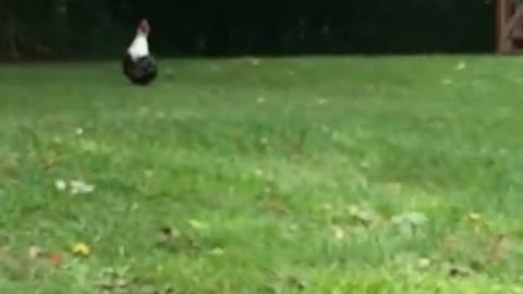 Amanda and Jake the Moscavy duck!