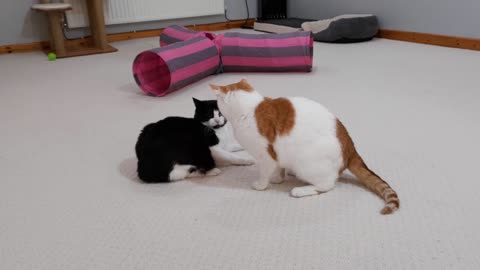 Cat Tries To Intimidate Other Cat, Other Cat Gets Offended