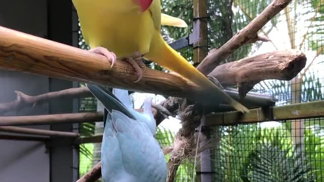 A cheerful parrot standing upside down on a tree