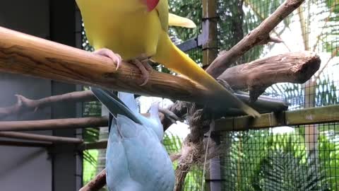 A cheerful parrot standing upside down on a tree