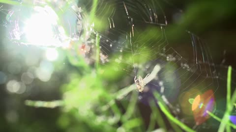 Spider, Web, and Fly (Free to Use HD Stock Video Footage)