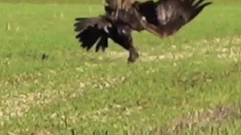 Eagle cruel attack