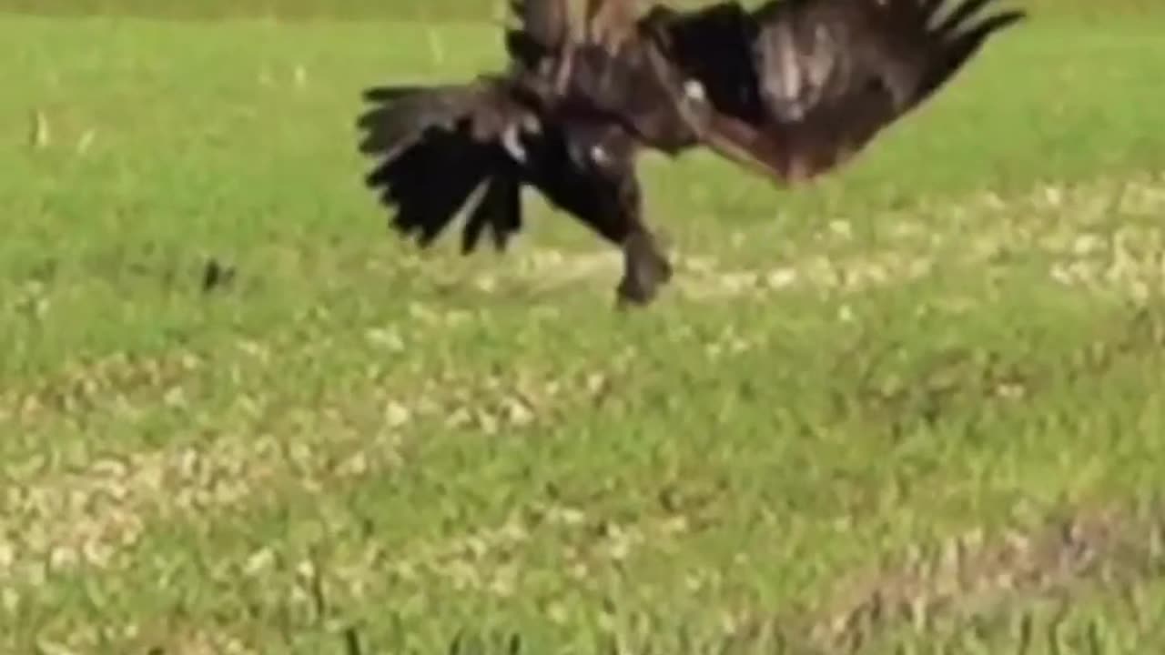 Eagle cruel attack