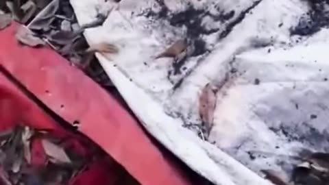 Funny animals short video 29