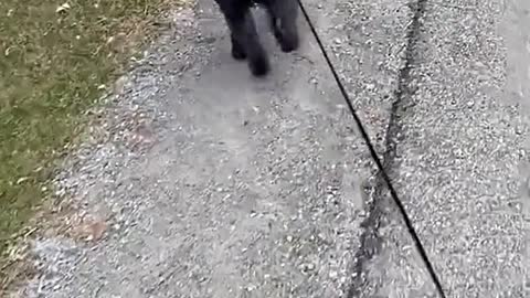 Doin a skip