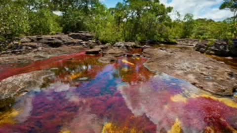 Did You Know? Caño Cristales River, Colombia || FACTS || TRIVIA