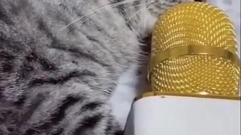 Funny And Cute Cat Videos Compilation 2023-Cats And Kittens