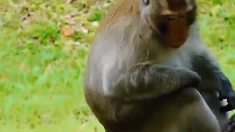 Shocking moments when painful Lions are attacked and tortured by Africa . Part 4