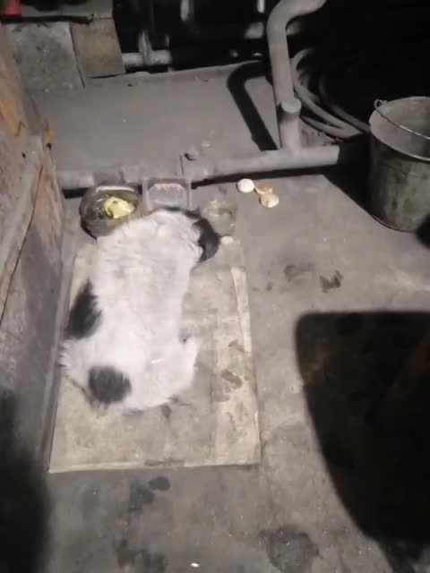 Our four-legged friends, offended by fate