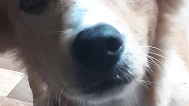 funny dogs