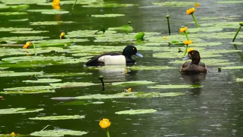 Cute Duck bend