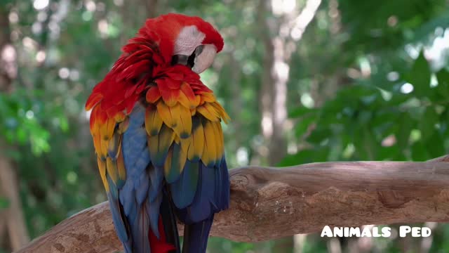 The scarlet macaw beautiful parrot with different color