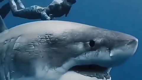 This is a beautiful and charming water-dwelling species