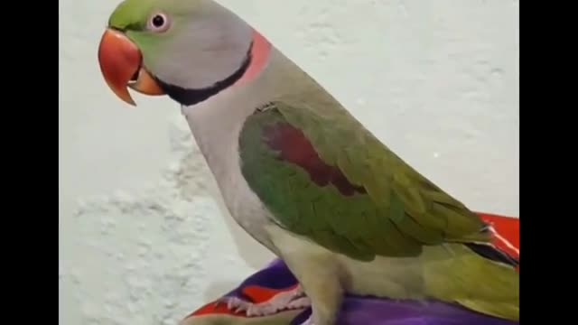 Best Indian parrot