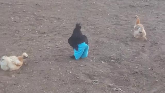 Just a chicken wearing blue trousers.