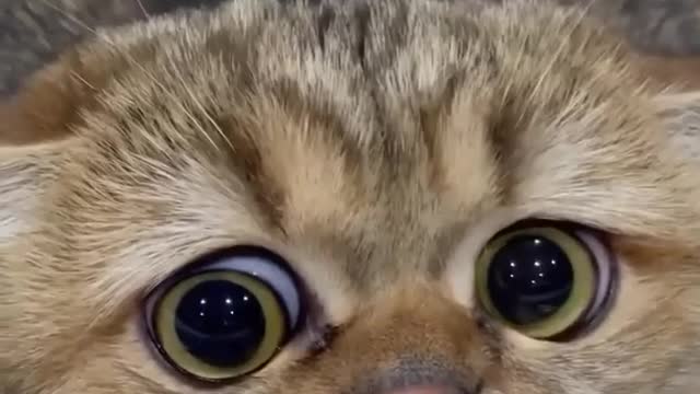kitten