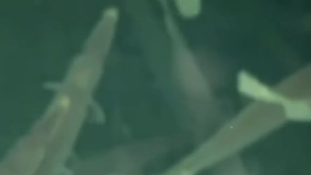 Underwater creatures 🤩🤩