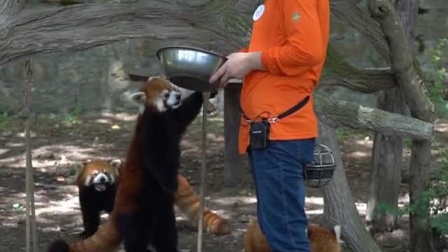 red pandas