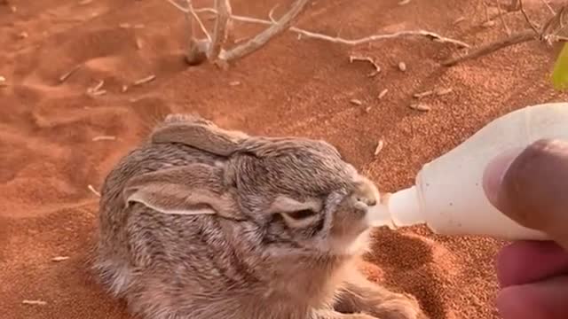 Know to desert # rabbit hunt for water to drink