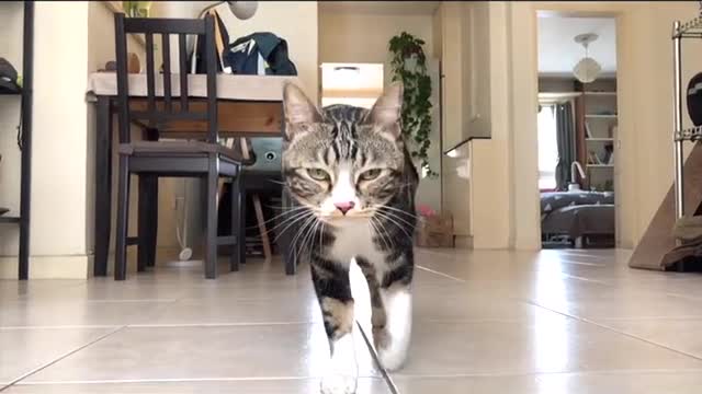 FUNNY CAT