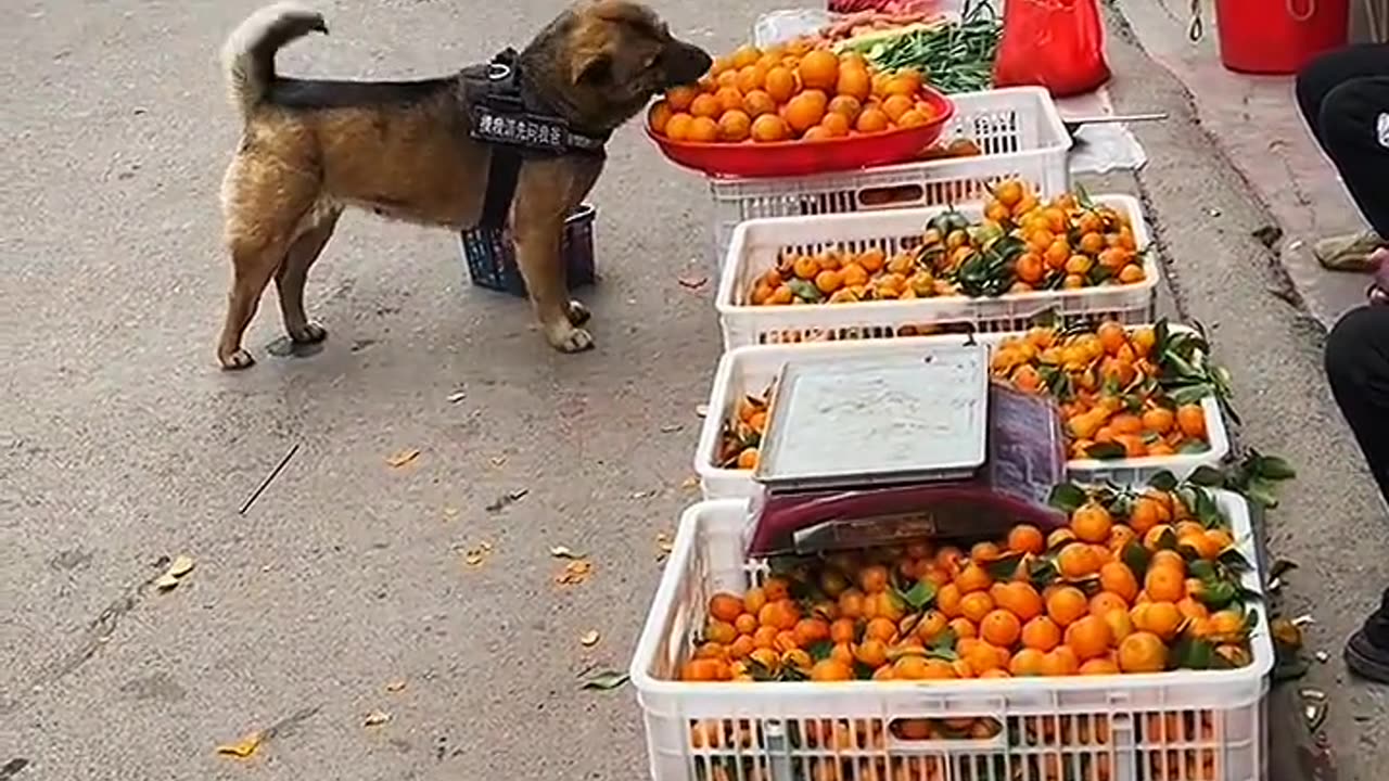 Adorable Dog Does Own Shopping in the Market!