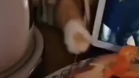 sneaky cat smells seafood.