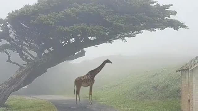 Animal world wildlife zero distance giraffe