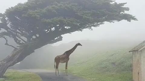 Animal world wildlife zero distance giraffe