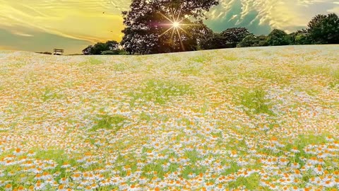 Beautiful Daisy flower field with sunrise