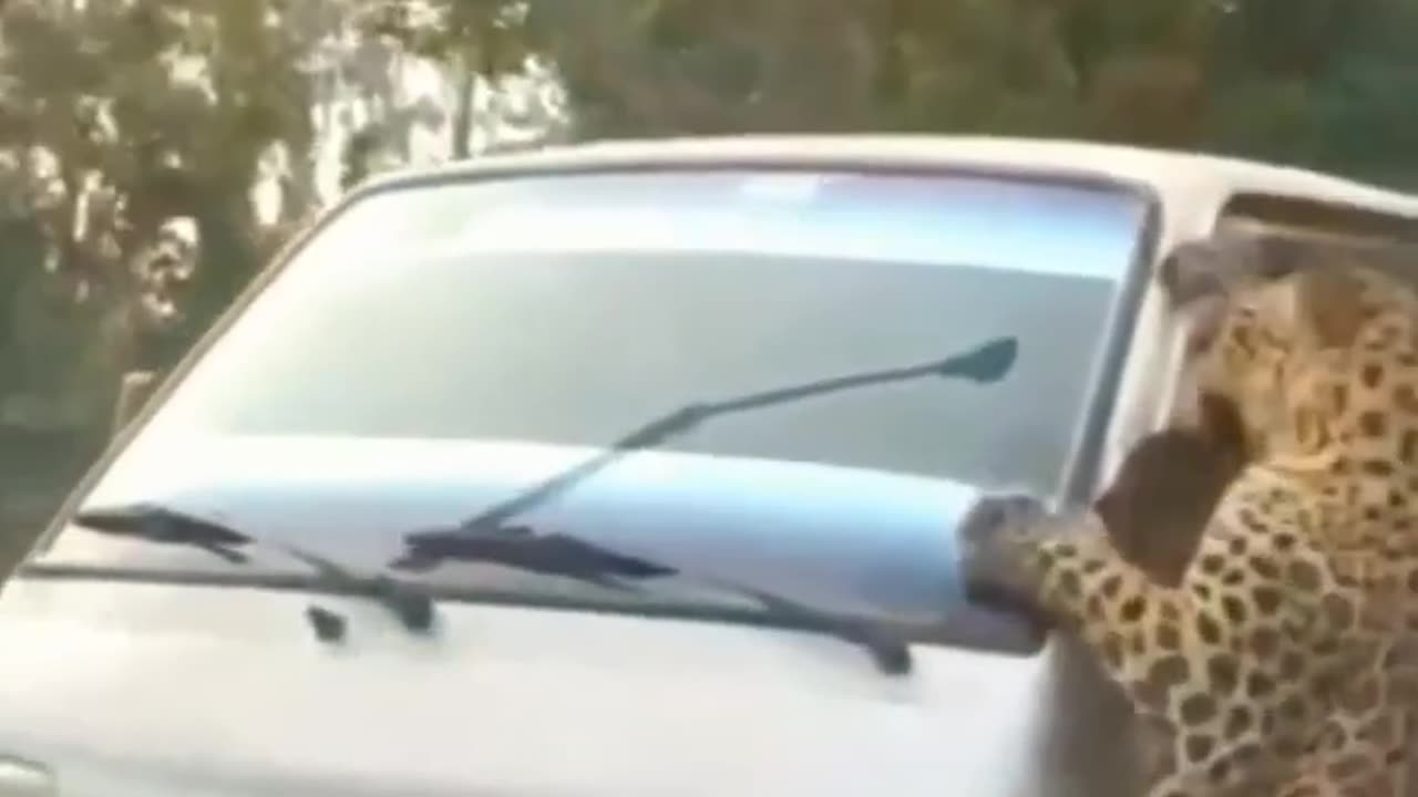 Cheeatah attack on car