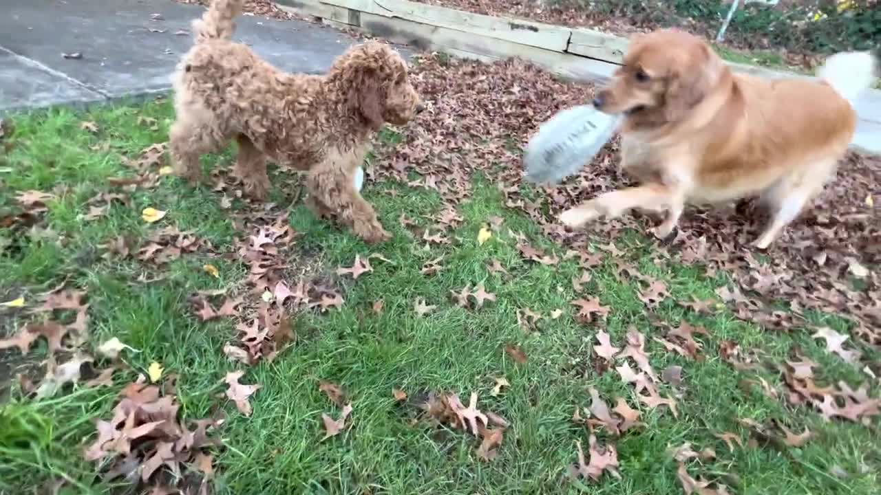 Baby Golden Doodle greeting Karis coming back from school